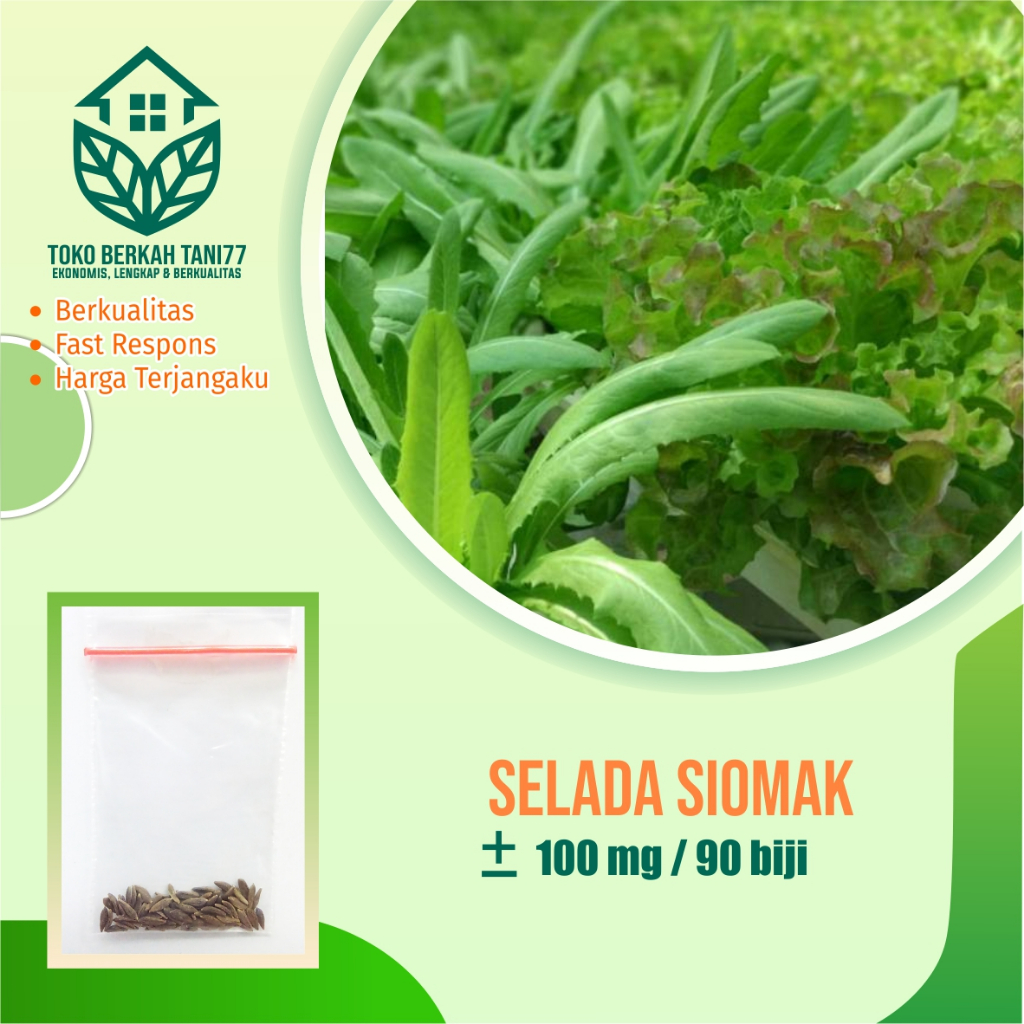 Benih Selada Siomak Bibit Sawi Wangi Benih Sayuran Bibit Tanaman Sayur Unggul
