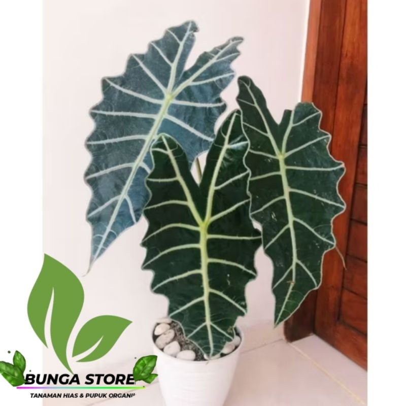 ( BISA COD ) Tanaman Hias Indoor Alocasia Amazonica Keladi Tengkorak / Tanaman Hias Keladi Amazon Bu