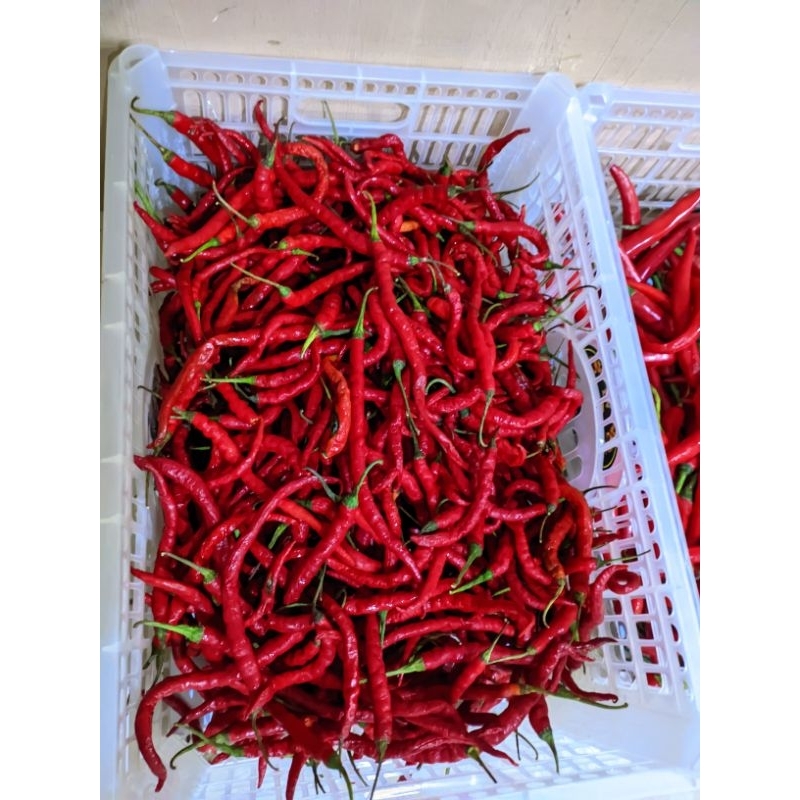 

Cabai Keriting Merah