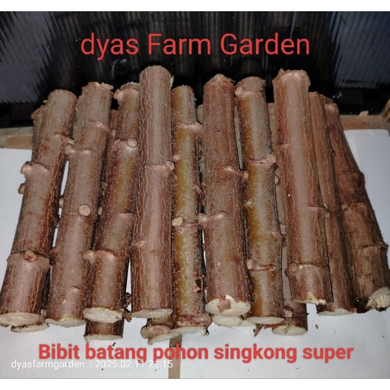 Tanaman Bibit Batang Pohon Singkong Kulit Merah Pulen