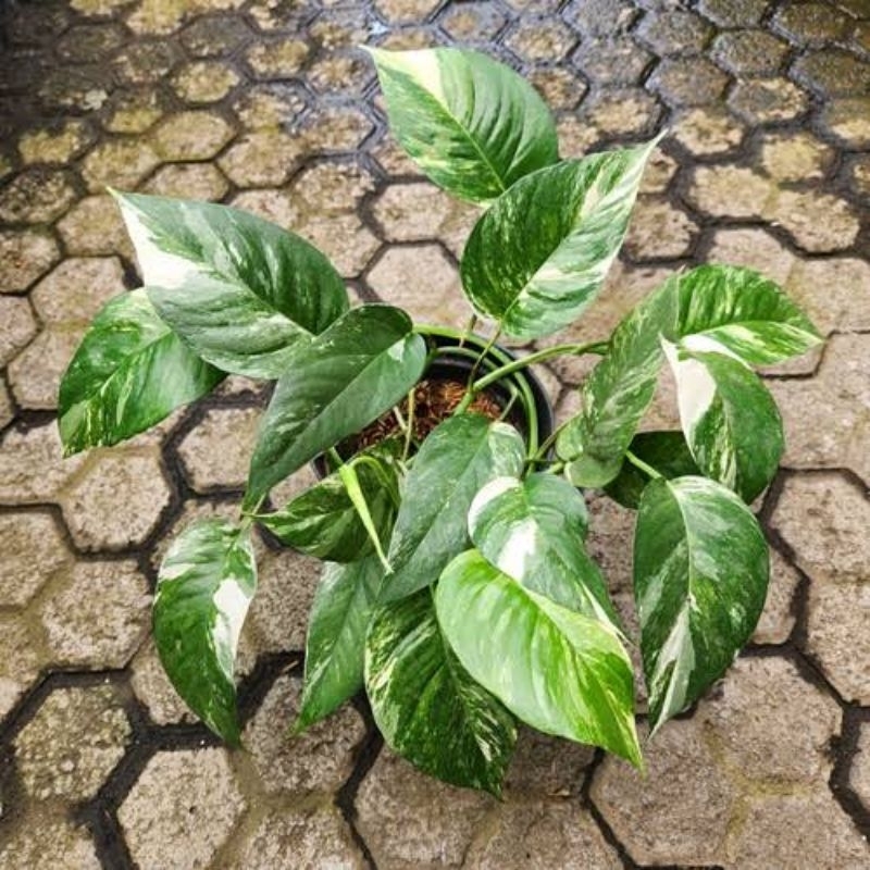 Tanaman Epipremnum Pinatum