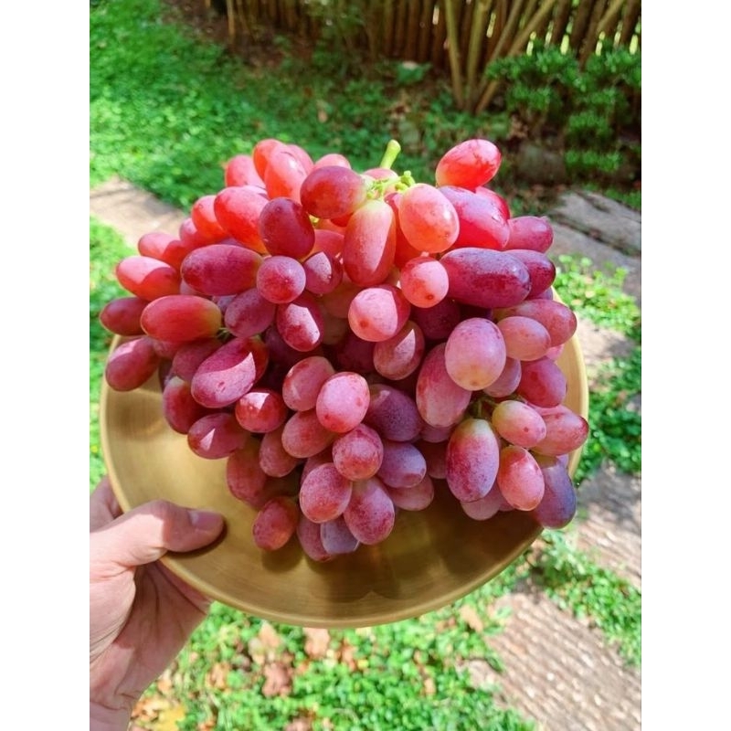 

BUAH ANGGUR MERAR RRC 1kg