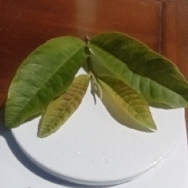 daun pucuk jambu batu
