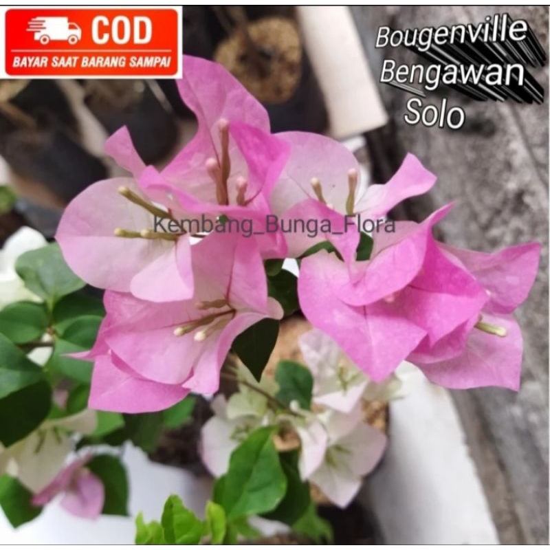 Bougenvile Bengawan Solo ORI/ Bougenvile Impor