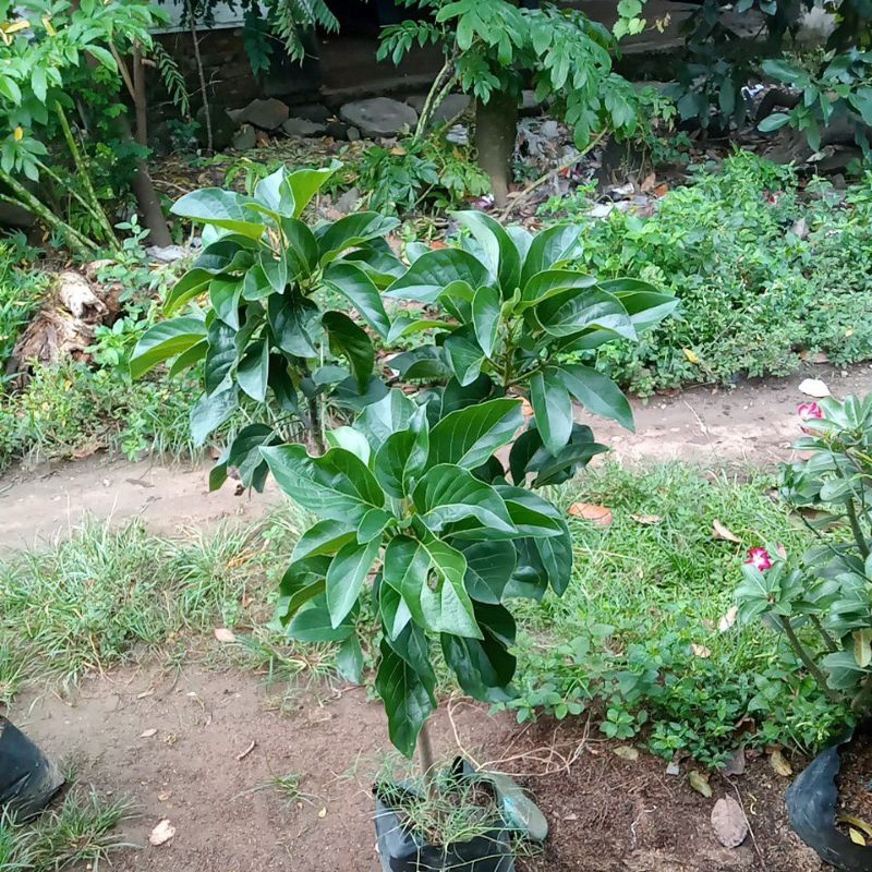 

Alpukat markus FULL MEDIA PETI (KARGO)