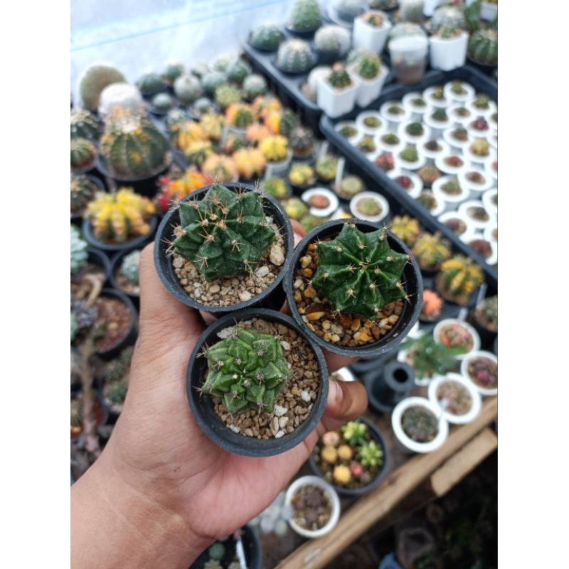 kaktus miha hybrid gymno gymnocalicium