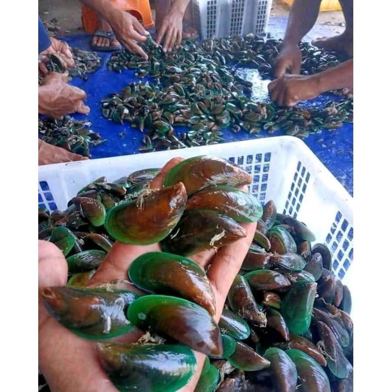

kerang hijau 1kg