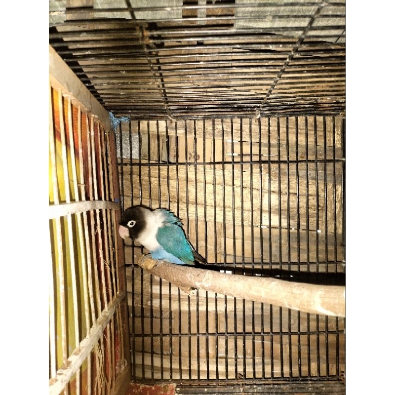 burung Lovebird betina produksi 1x