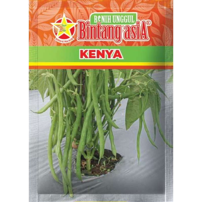 Benih Buncis Kenya 500 Gram Cap Bintang Asia Buncis tegak biji hitam Adaptasi utama di dataran tingg