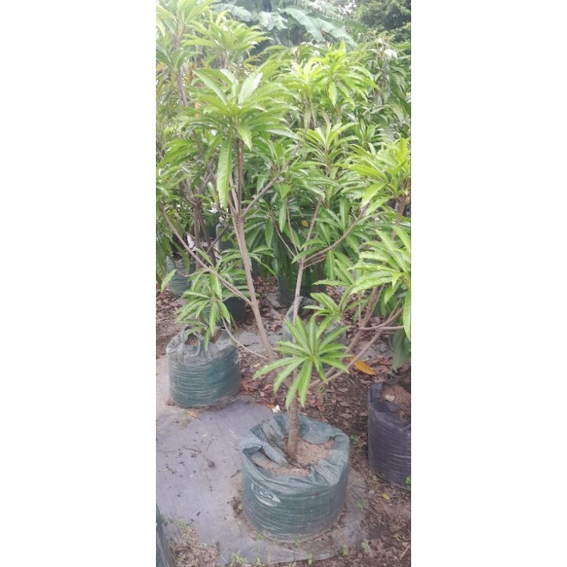 pohon yellow sapote besar rimbun paking kayu