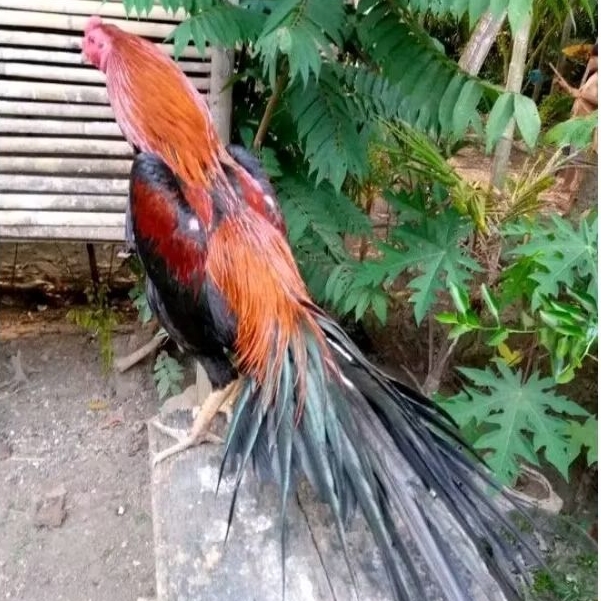 

telur ayam ekor lidi original asli super bisa untuk di tetaskan