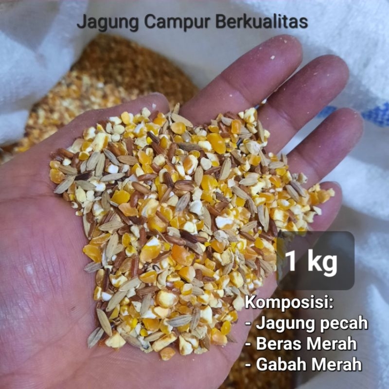 Pakan Burung dan Ayam Jagung Campur 1Kg Dengan Beras Merah Gabah Merah Untuk Puter Merpati Tekukur A