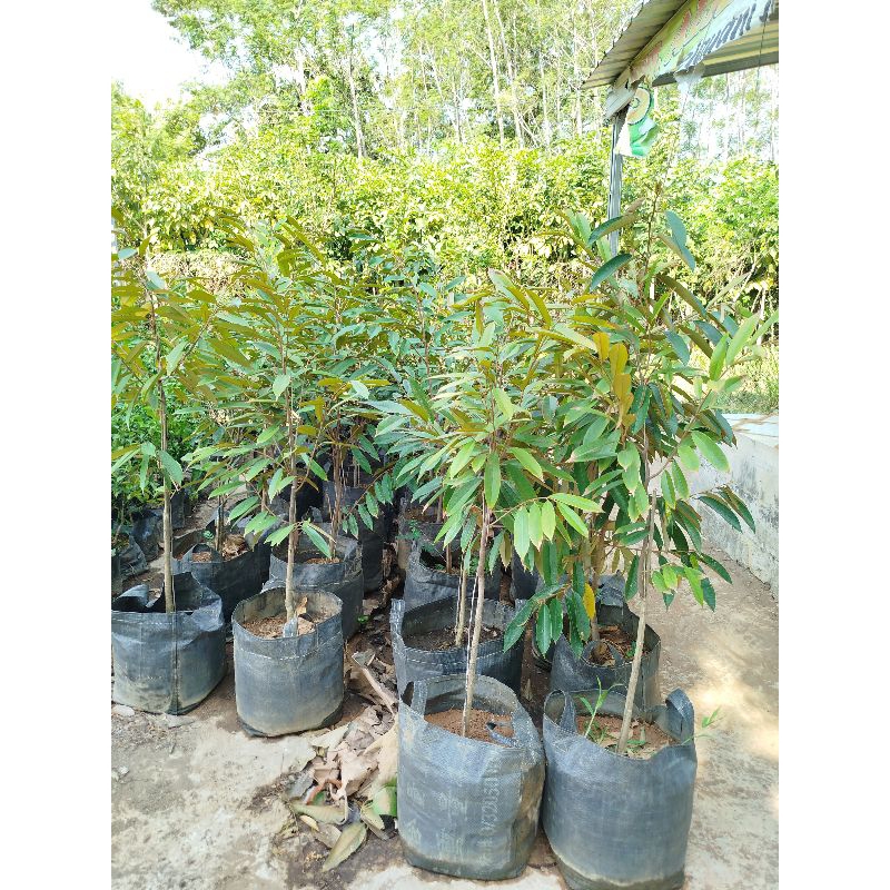 Bibit durian musangking duri hitam bawor montong