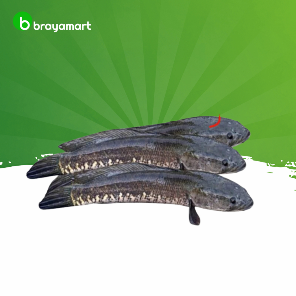 

Ikan gabus 1 kg Brayamart