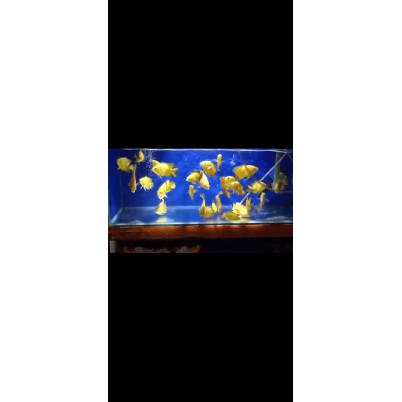 Oscar lemon pure Asli Kuning Hiasan aquarium