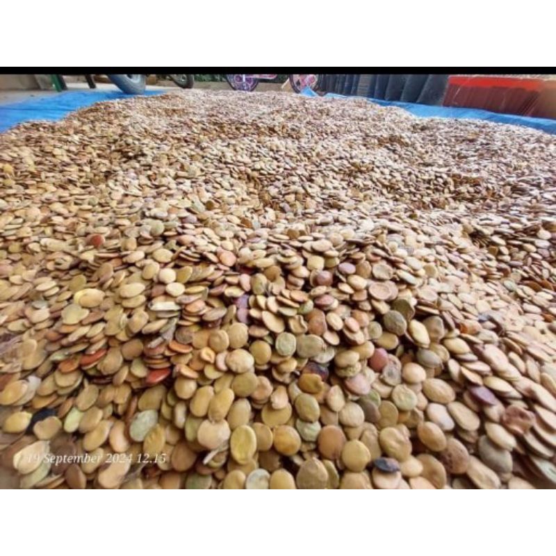 Biji Gamal 1kg / benih Gamal premium / gliricidia sepium / Legum / resede