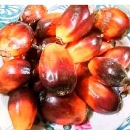 

buah kelapa sawit untuk pancing 20 pcs