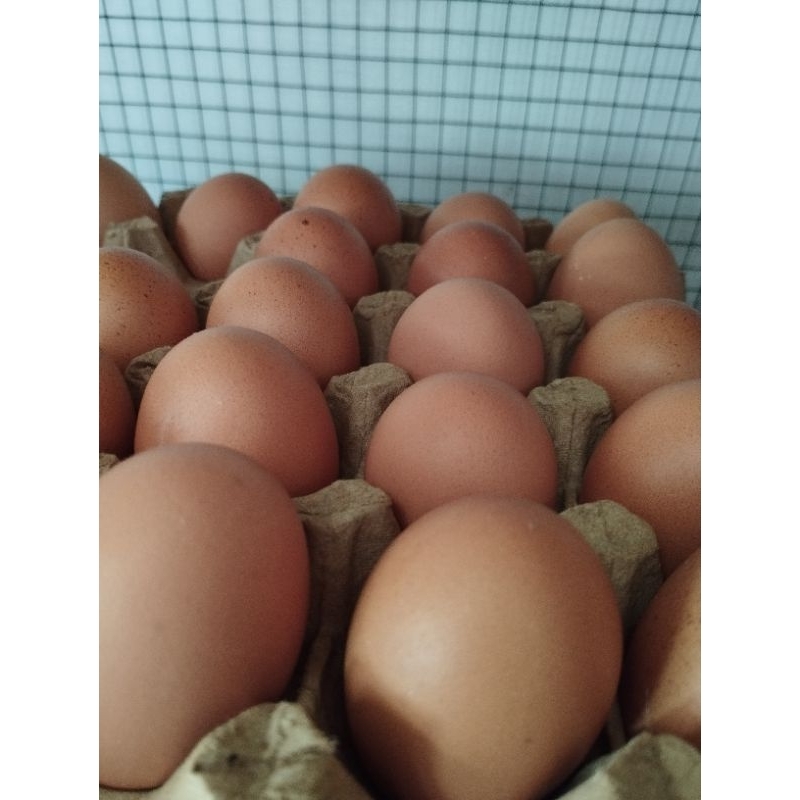 

Telur Ayam 1kg