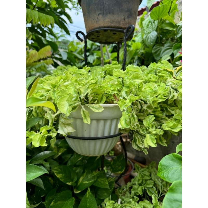 Tanaman Hias Patah Tulang Varigata/Hoya Curly