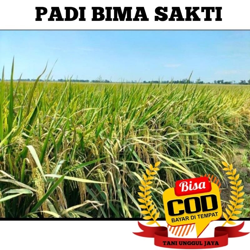 Benih Padi Bima Sakti Kemasan 5kg