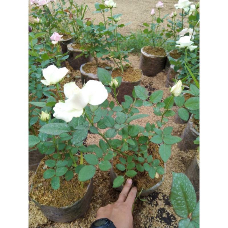 Bunga mawar holland putih