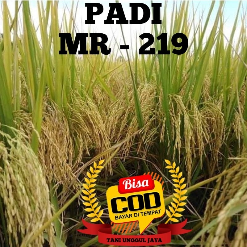 BENIH PADI MR 219 KEMASAN 5KG