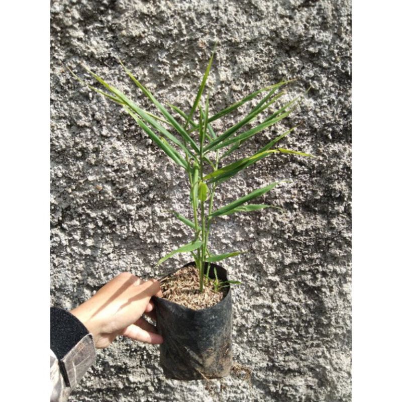 Tanaman jahe merah asli bibit