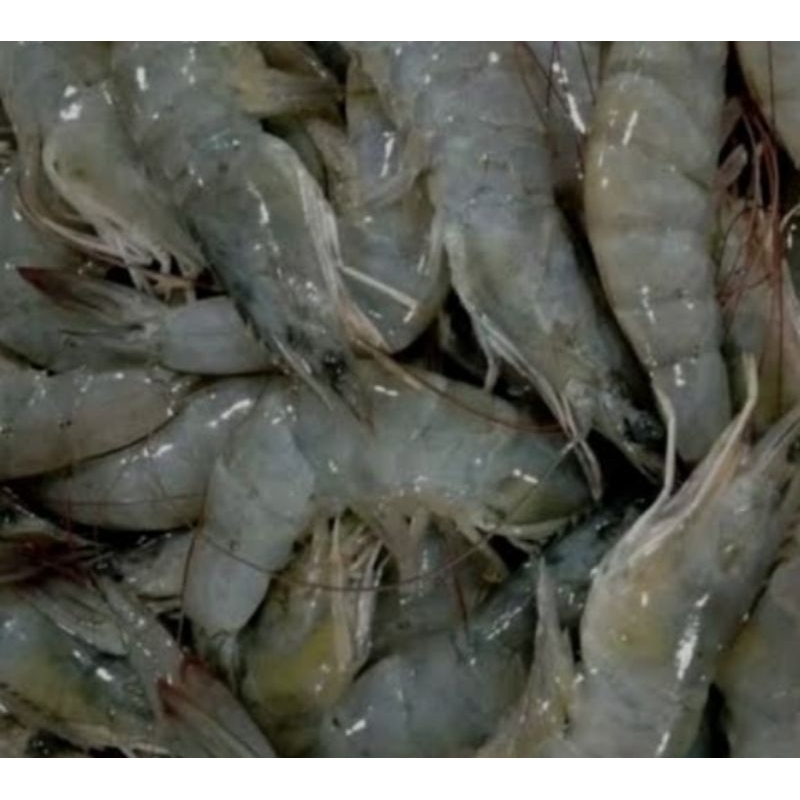 

Udang Besar 500 gram