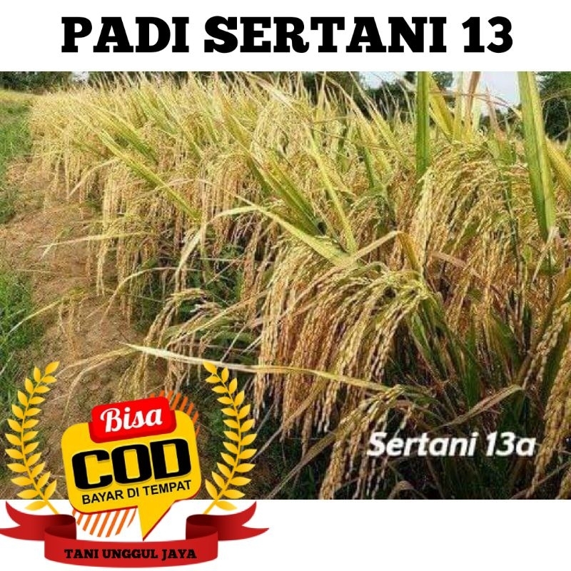 Benih Bibit Padi Sertani 13 kemasan 5kg Kwalitas Premium