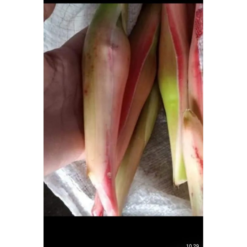 

kecombrang 3 buah