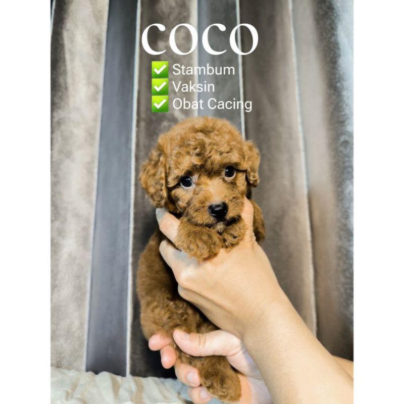Anjing Red Toy Poodle