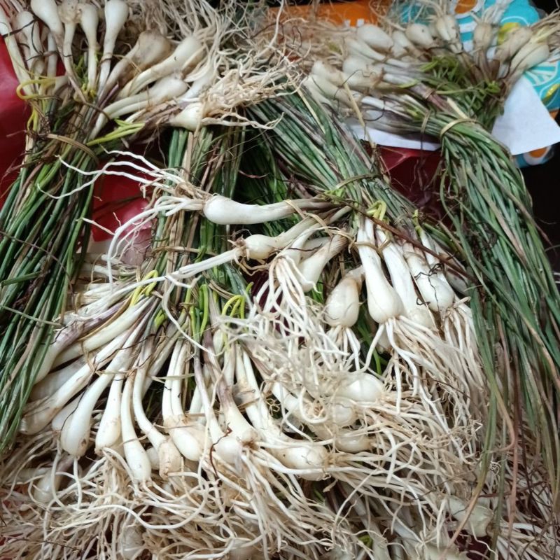 

Bawang Batak/Bawang Hosaya/Lokio/Daun bawang batak