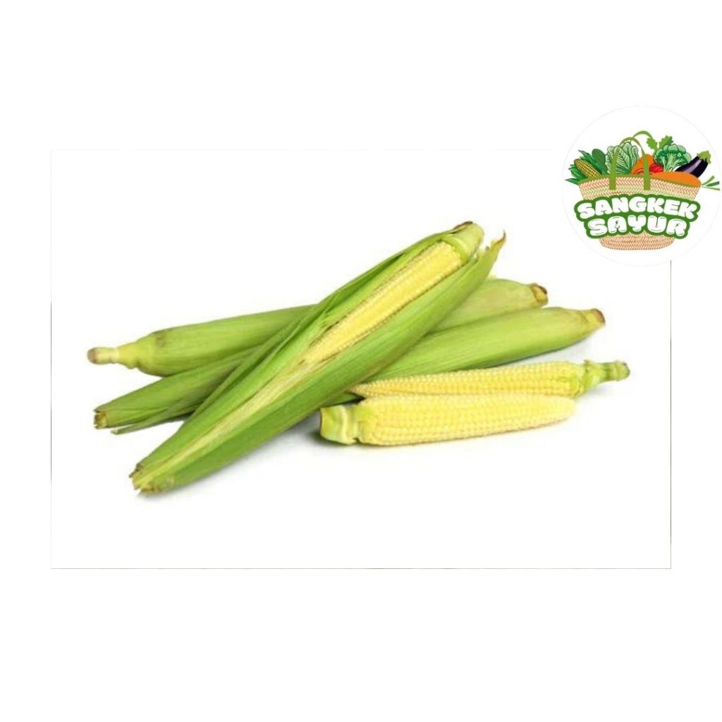 

Jagung Muda - sangkek.sayur PALEMBANG