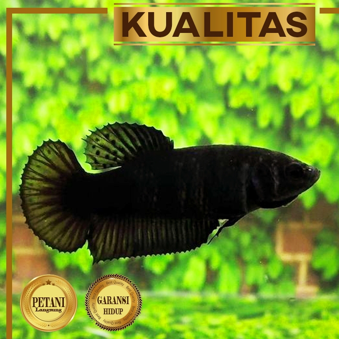 Cupang Halfmoon Full Black Betina Ikan Hias Air Tawar Hiasan Aquarium Tanaman Aquascape