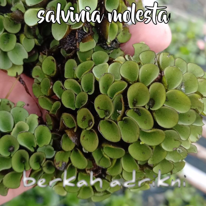silvinia molista tanaman air katepan