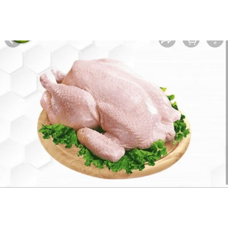

ayam egar