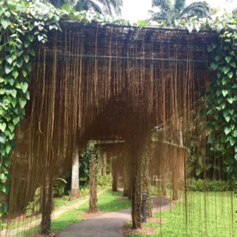 Tanaman Akar Gantung rimbun siap tanam