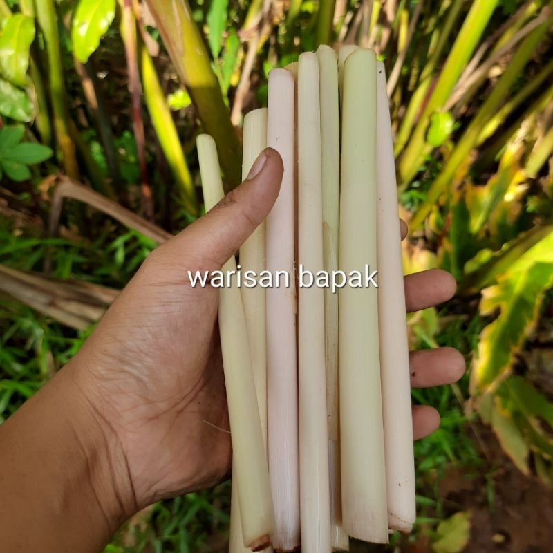 

Batang kecombrang merah super/1kg, stok terbatas