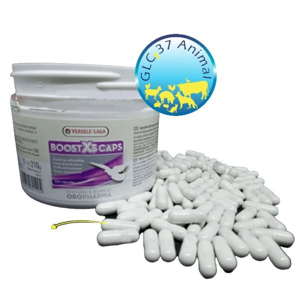 VITAMIN OBAT BURUNG MERPATI BALAP BOOST X5 X CAPS VERSELE LAGA BSTX5