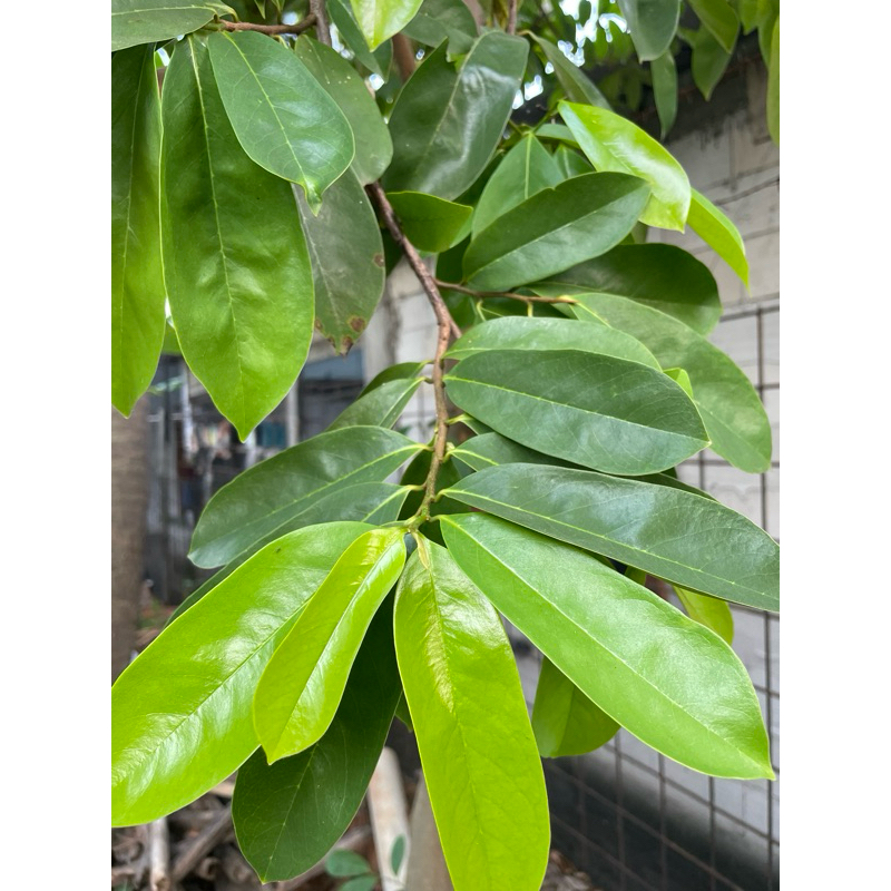 

DAUN SIRSAK SEGAR BARU PETIK SAAT ORDER / DAUN SIRSAK / DAUN SIRSAK ORGANIK / DAUN SIRSAK HERBAL / DAUN SIRSAK HIJAU