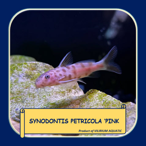 IKAN HIAS AIR TAWAR - PINK PETRICOLA / PINK SYNODENTIS / PINK SYNODONTIS PETRICOLA / PINK CUCKOO CAT