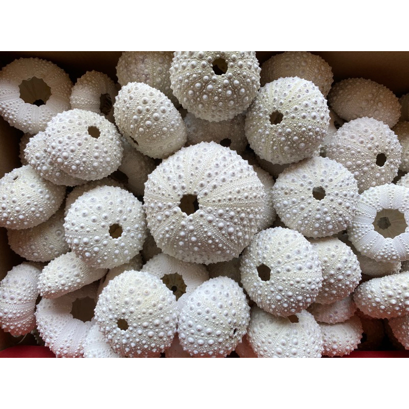 CANGKANG KERANG BULU BABI BULAT