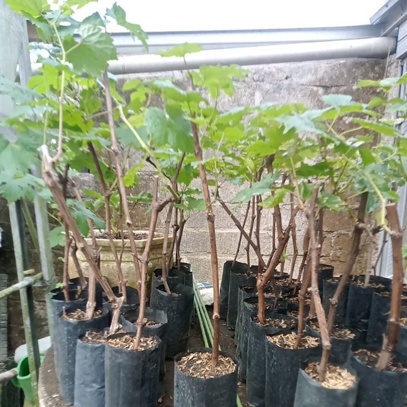 bibit tensu hasil cangkok