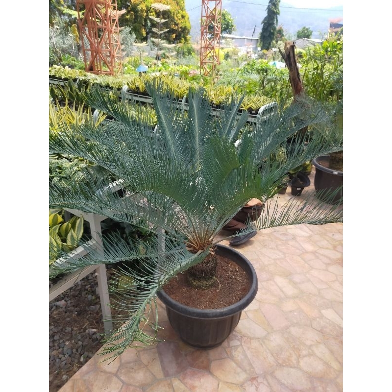 Sikas Blue / Ice Blue cicad Rare Item