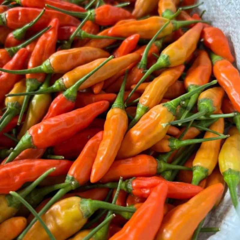 

Cabe Rawit Jumbo 1 kilo. barang fresh