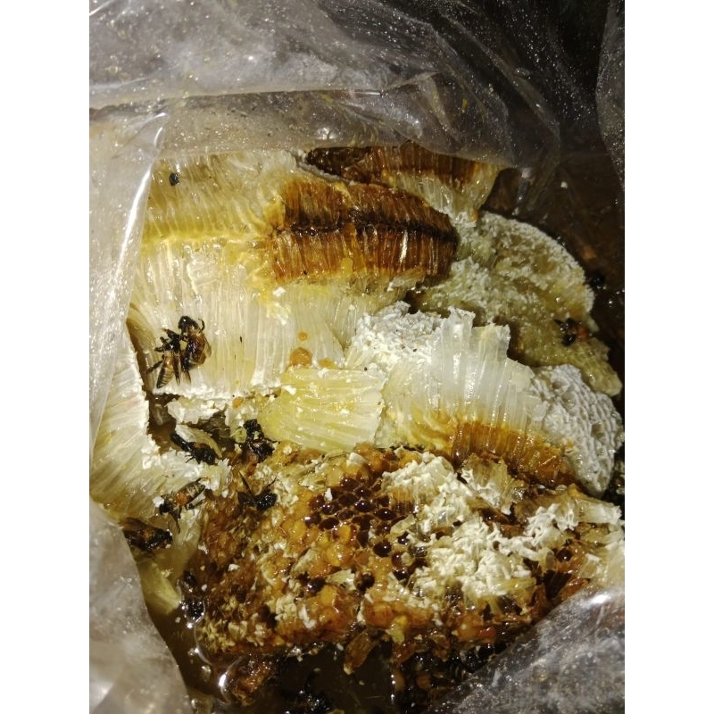 

Madu Hutan Asli (Sialang)