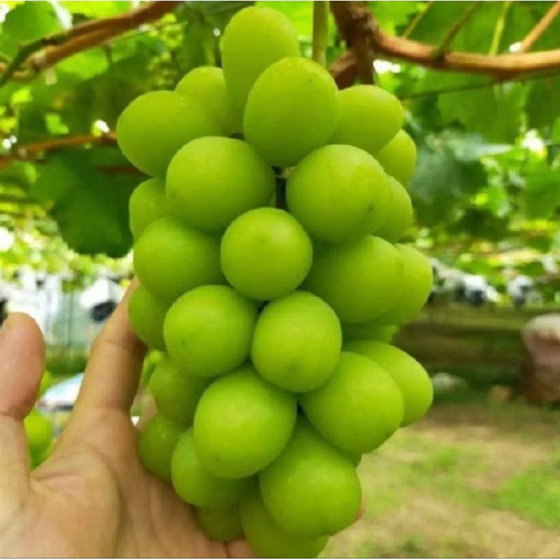 

buah anggur shine muschat manis 500gr