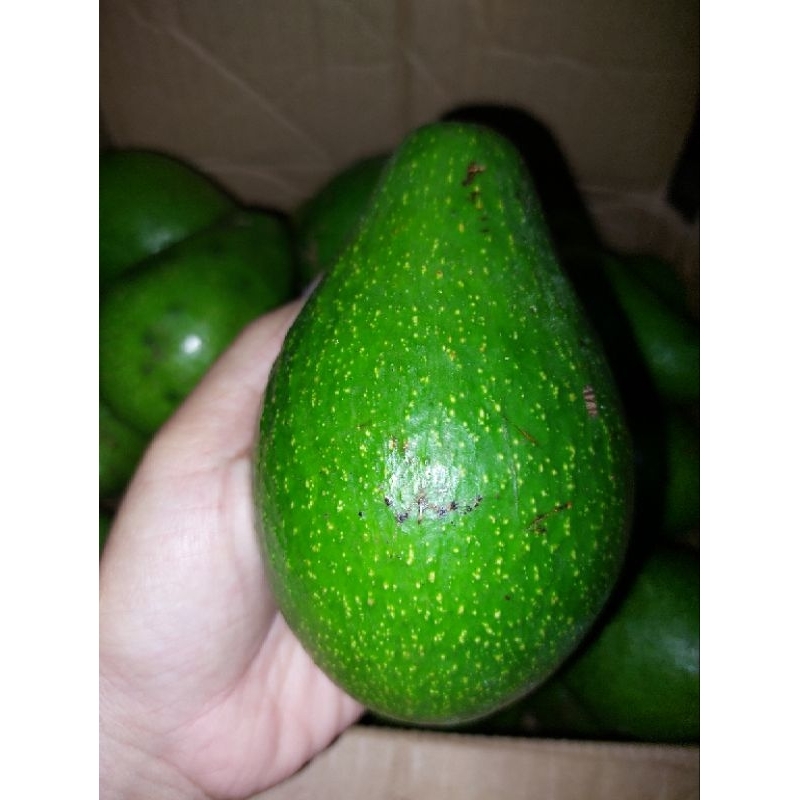 

buah alpukat