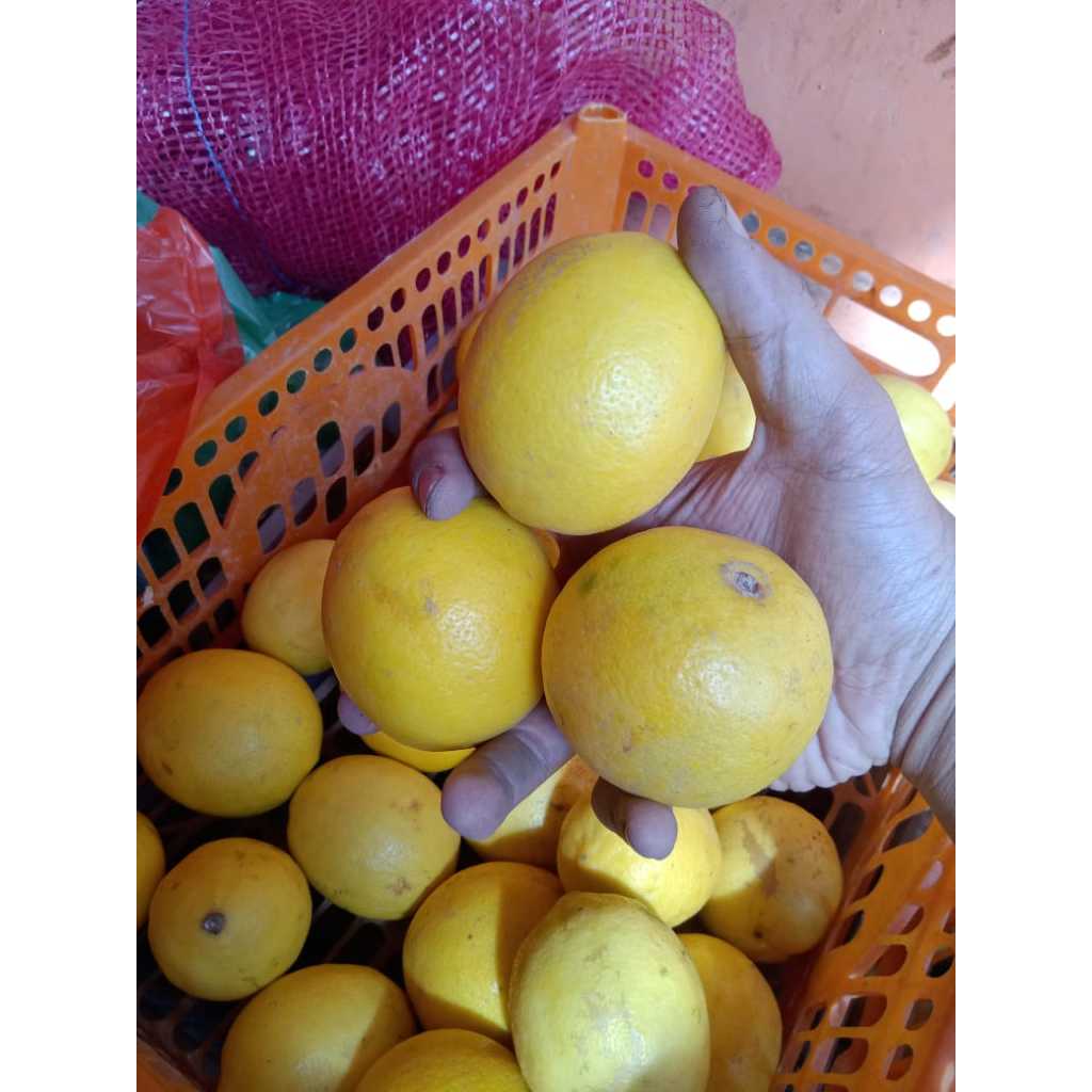 

Lemon California Fresh 1 kg