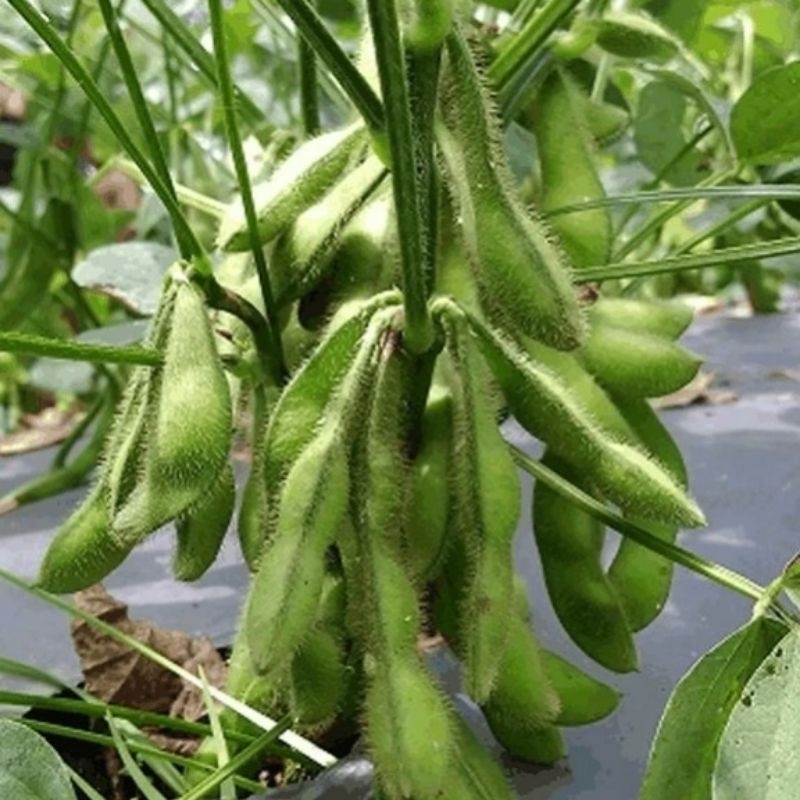 4 Biji - Benih Unggul Kacang Jepang Edamame
